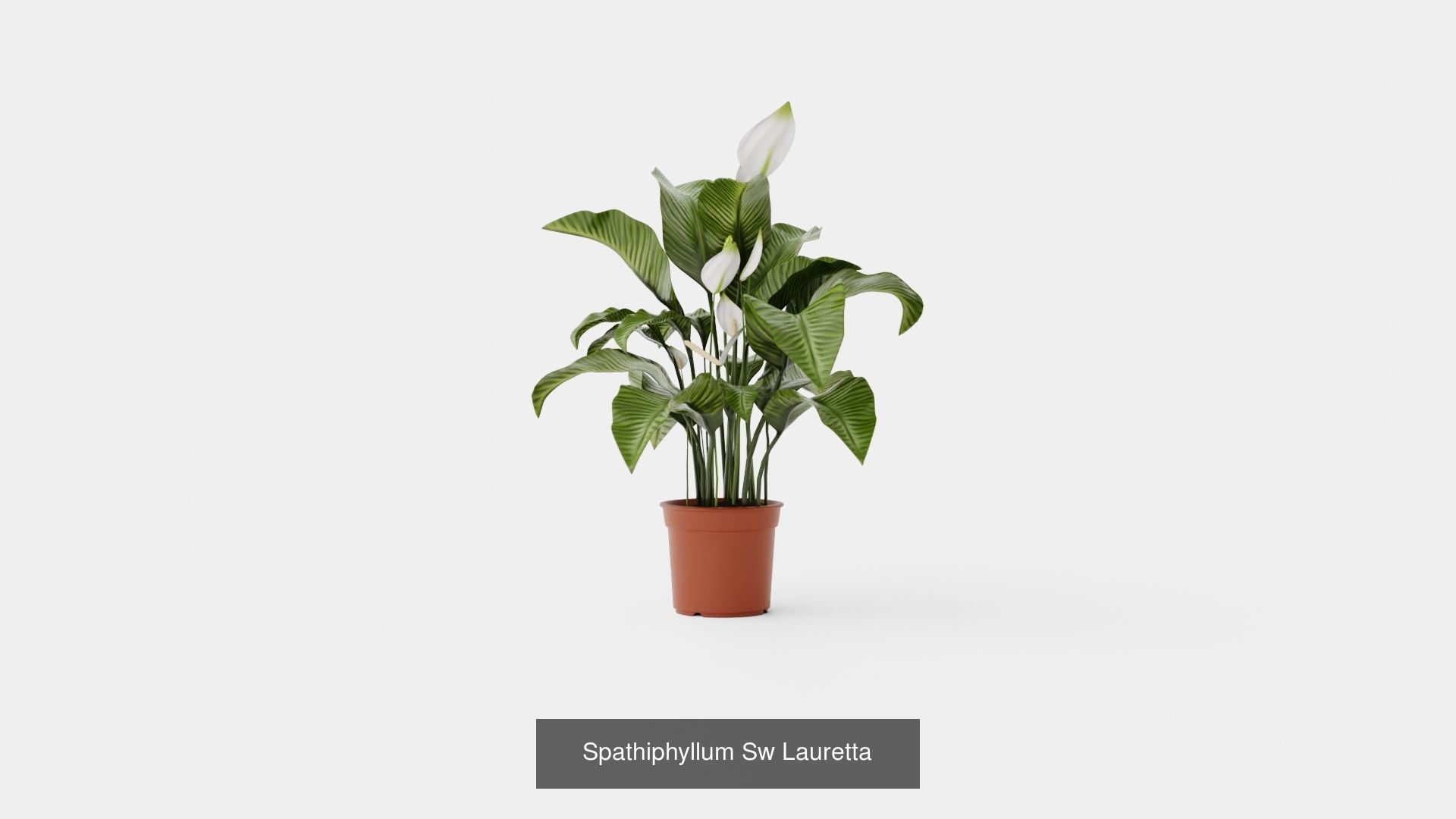 Collection of Spathiphyllum Houseplant - 3 Models _3