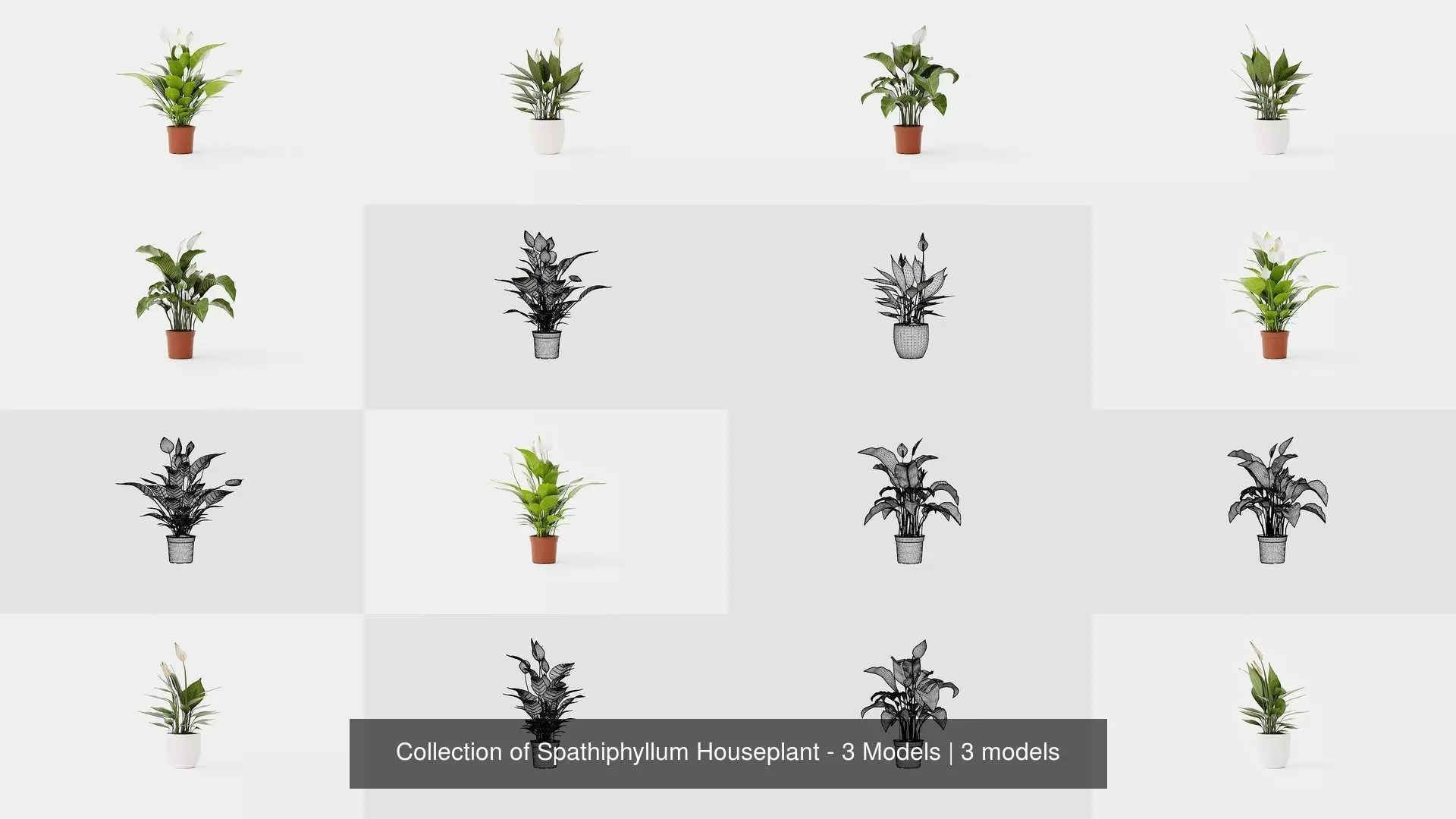 Collection of Spathiphyllum Houseplant - 3 Models _0