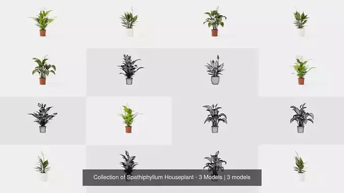 Collection of Spathiphyllum Houseplant - 3 Models 