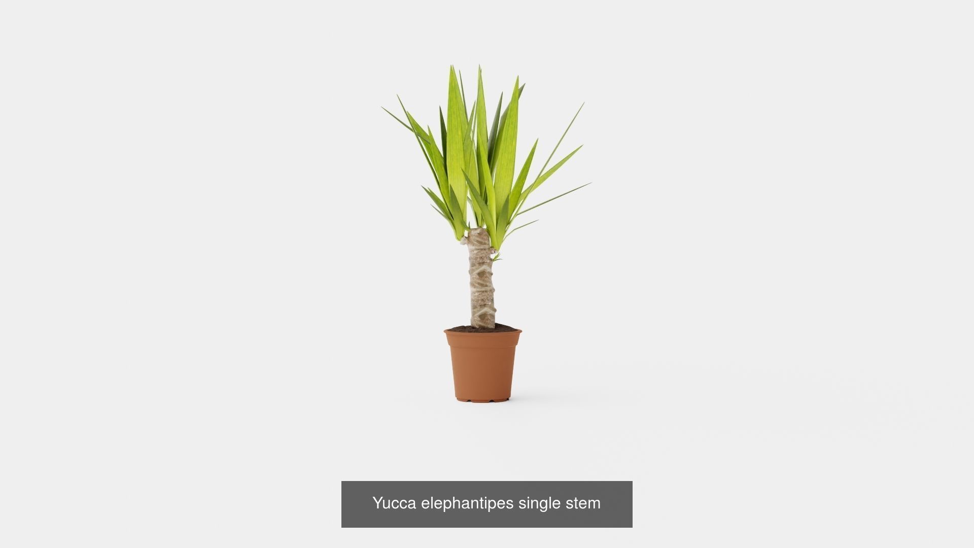 Collection of Yucca Houseplant - 4 Models _3