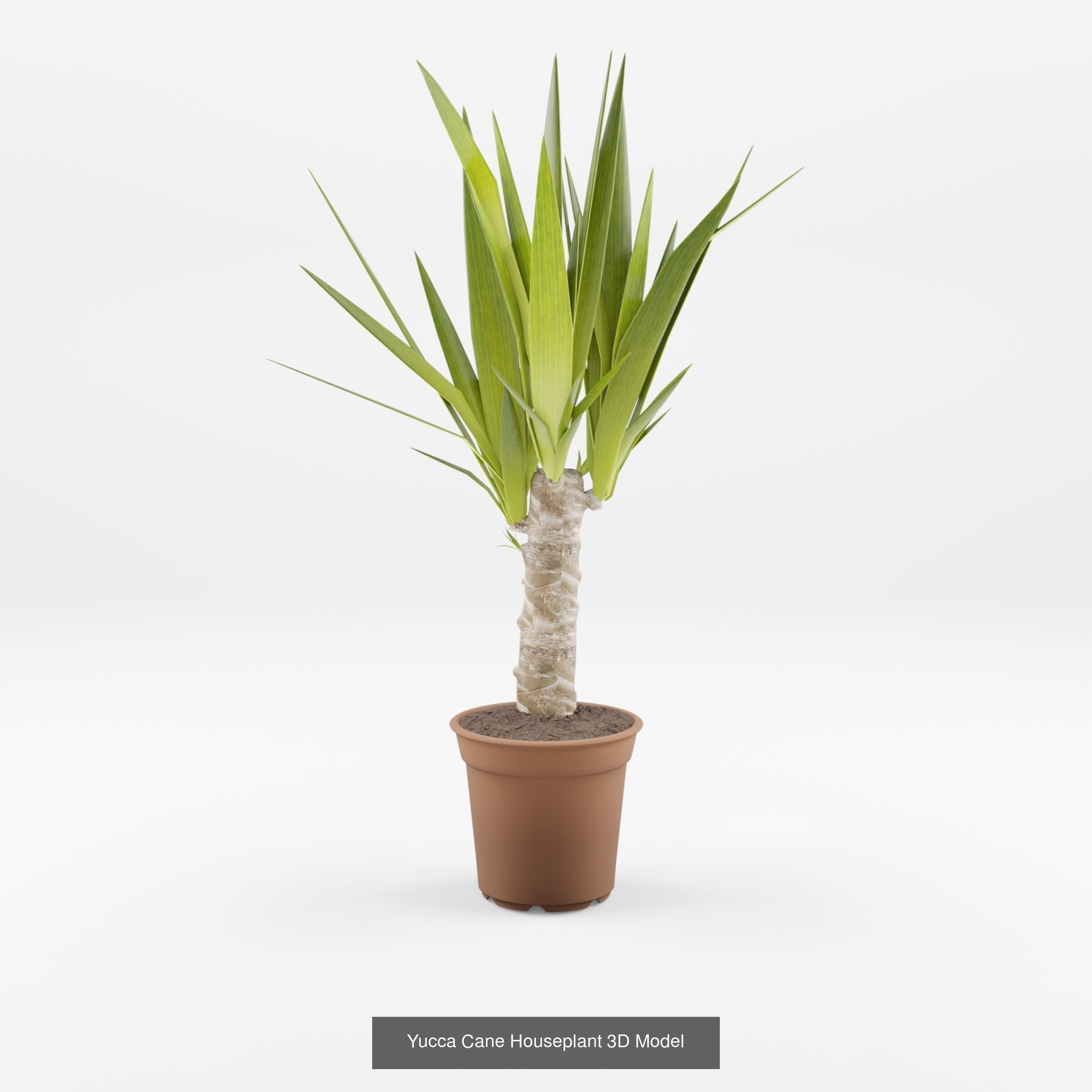 Collection of Yucca Houseplant - 4 Models _1