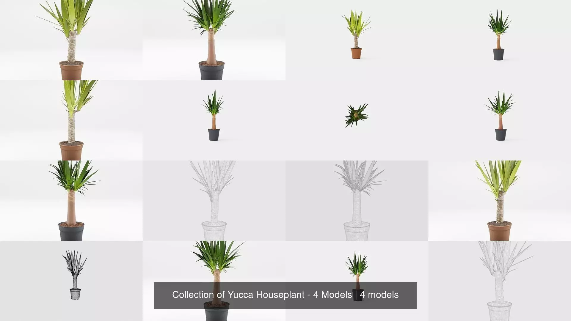 Collection of Yucca Houseplant - 4 Models _0