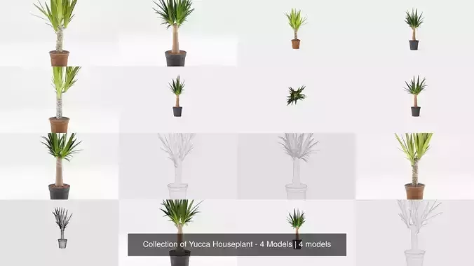 Collection of Yucca Houseplant - 4 Models 