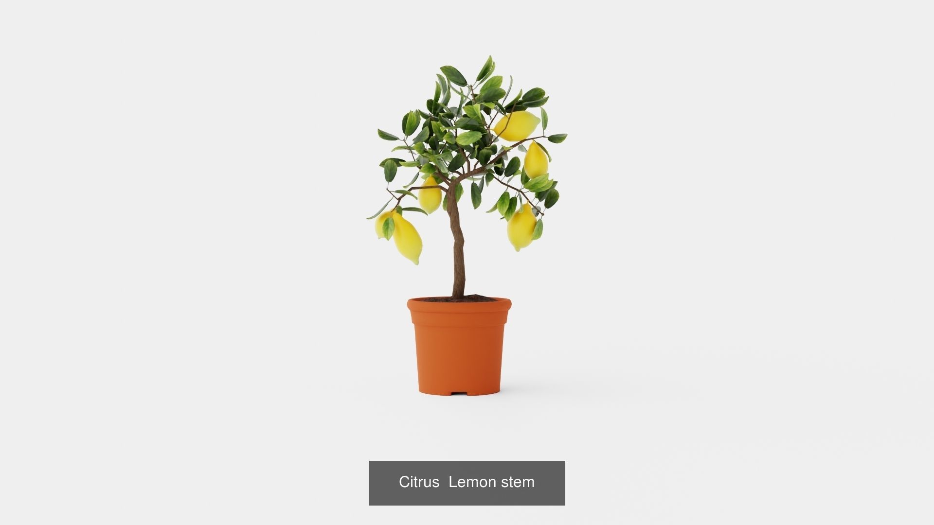 Collection of Citrus Houseplant - 7 Models _6