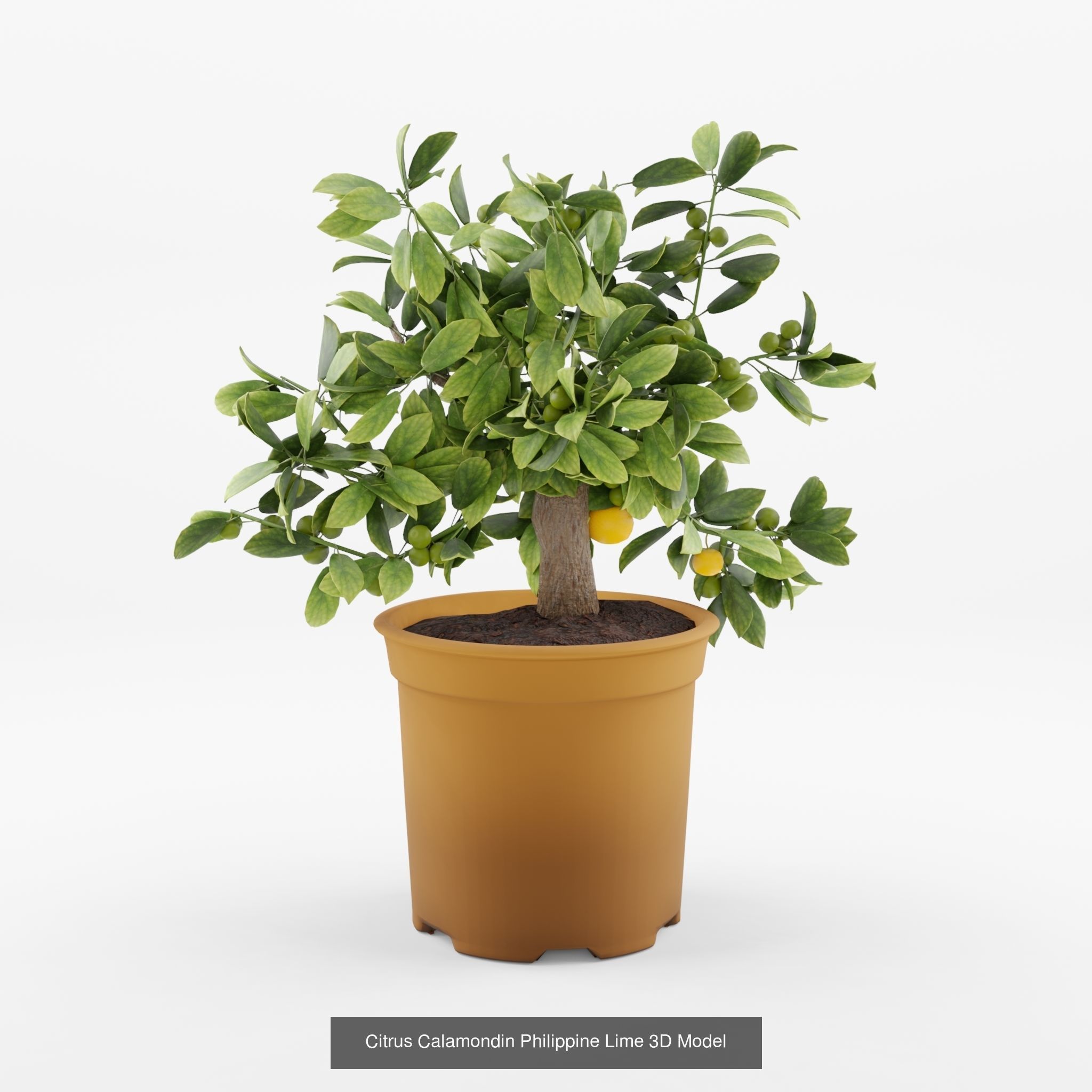 Collection of Citrus Houseplant - 7 Models _3