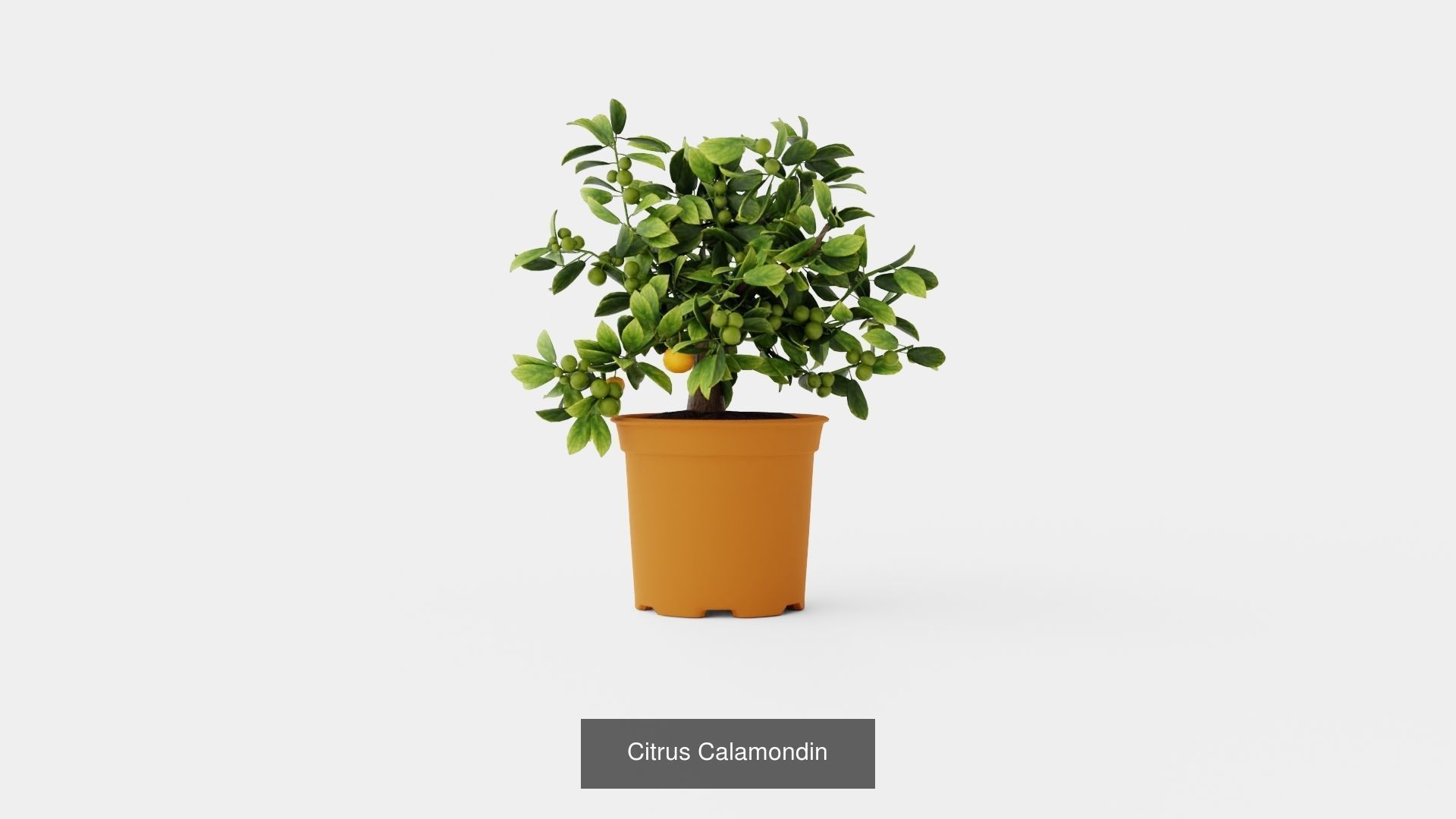 Collection of Citrus Houseplant - 7 Models _5