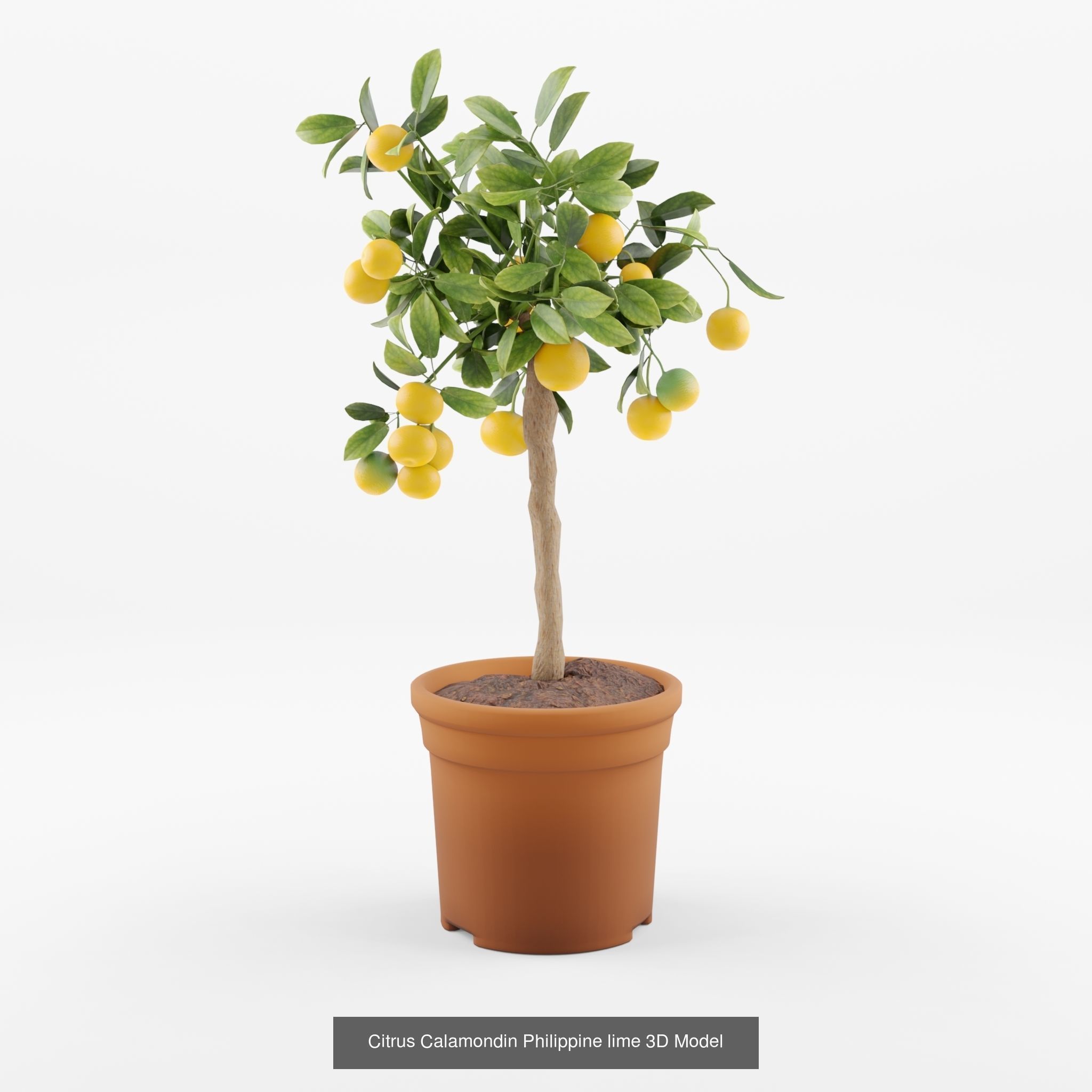 Collection of Citrus Houseplant - 7 Models _2