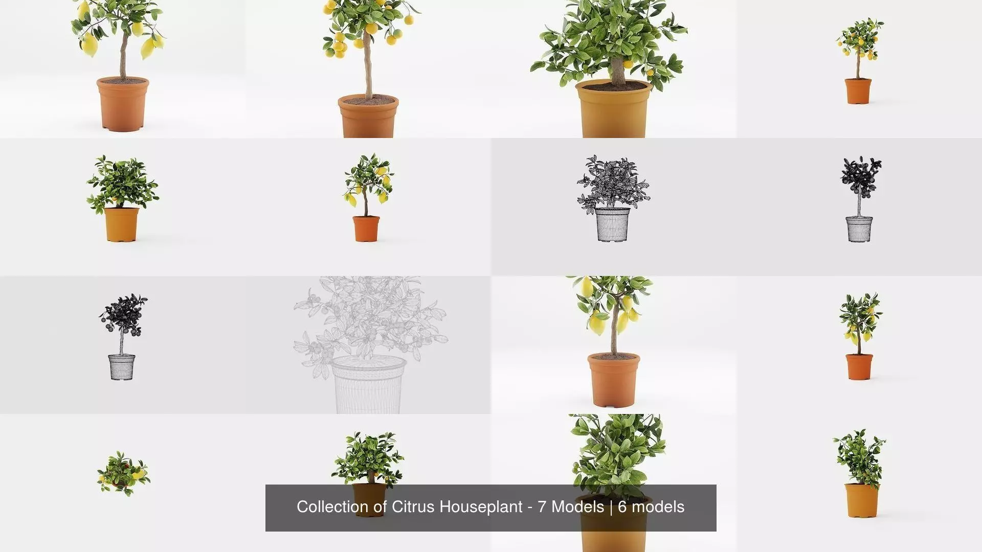 Collection of Citrus Houseplant - 7 Models _0