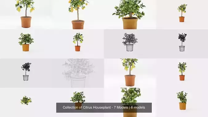 Collection of Citrus Houseplant - 7 Models 
