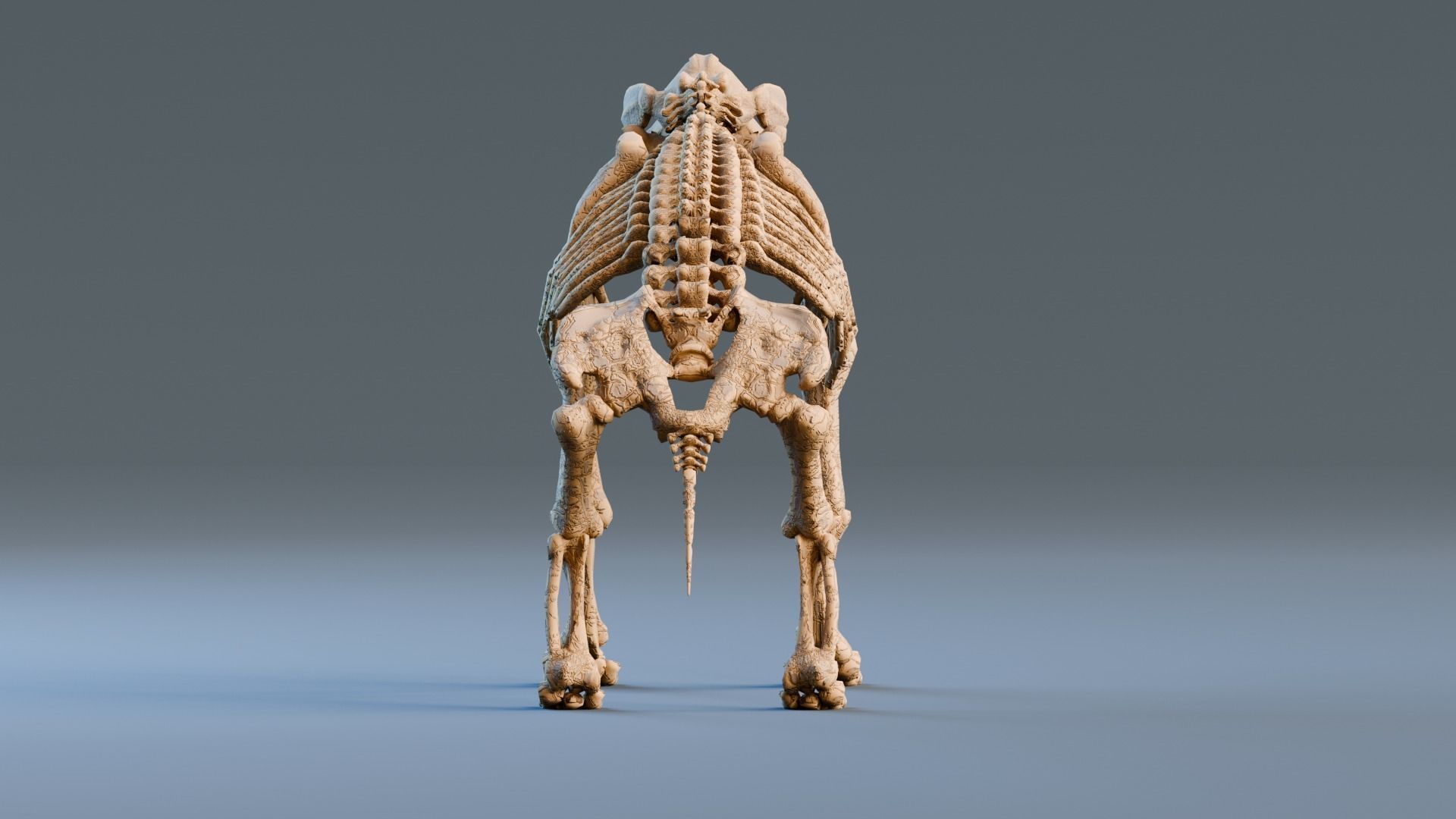 Relistic Mammals Fossil - Diprotodon Low-poly 3D model_3
