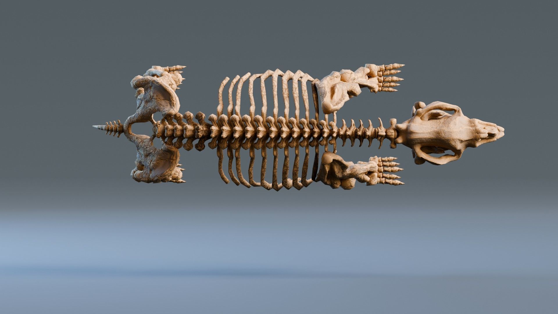 Relistic Mammals Fossil - Diprotodon Low-poly 3D model_5