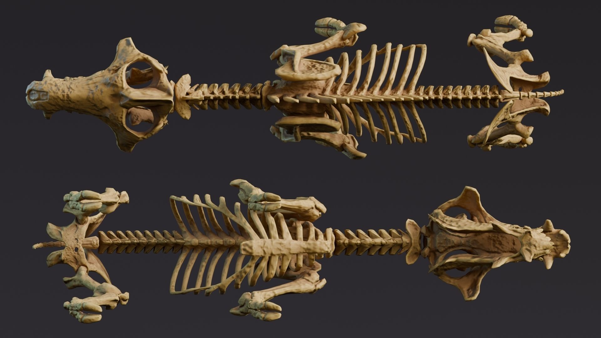 Realistic Mammals Fossil - Entelodont Low-poly 3D model_6