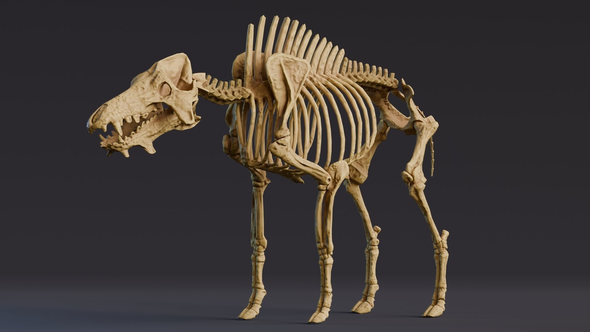 Realistic Mammals Fossil - Entelodont Low-poly 3D model_2