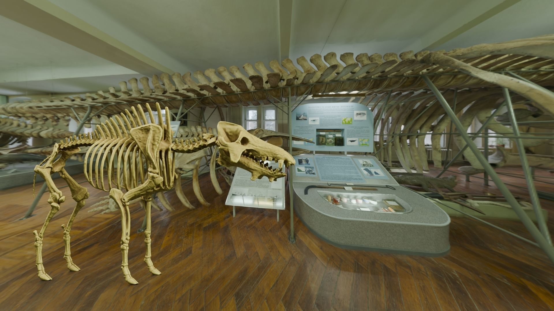 Realistic Mammals Fossil - Entelodont Low-poly 3D model_1