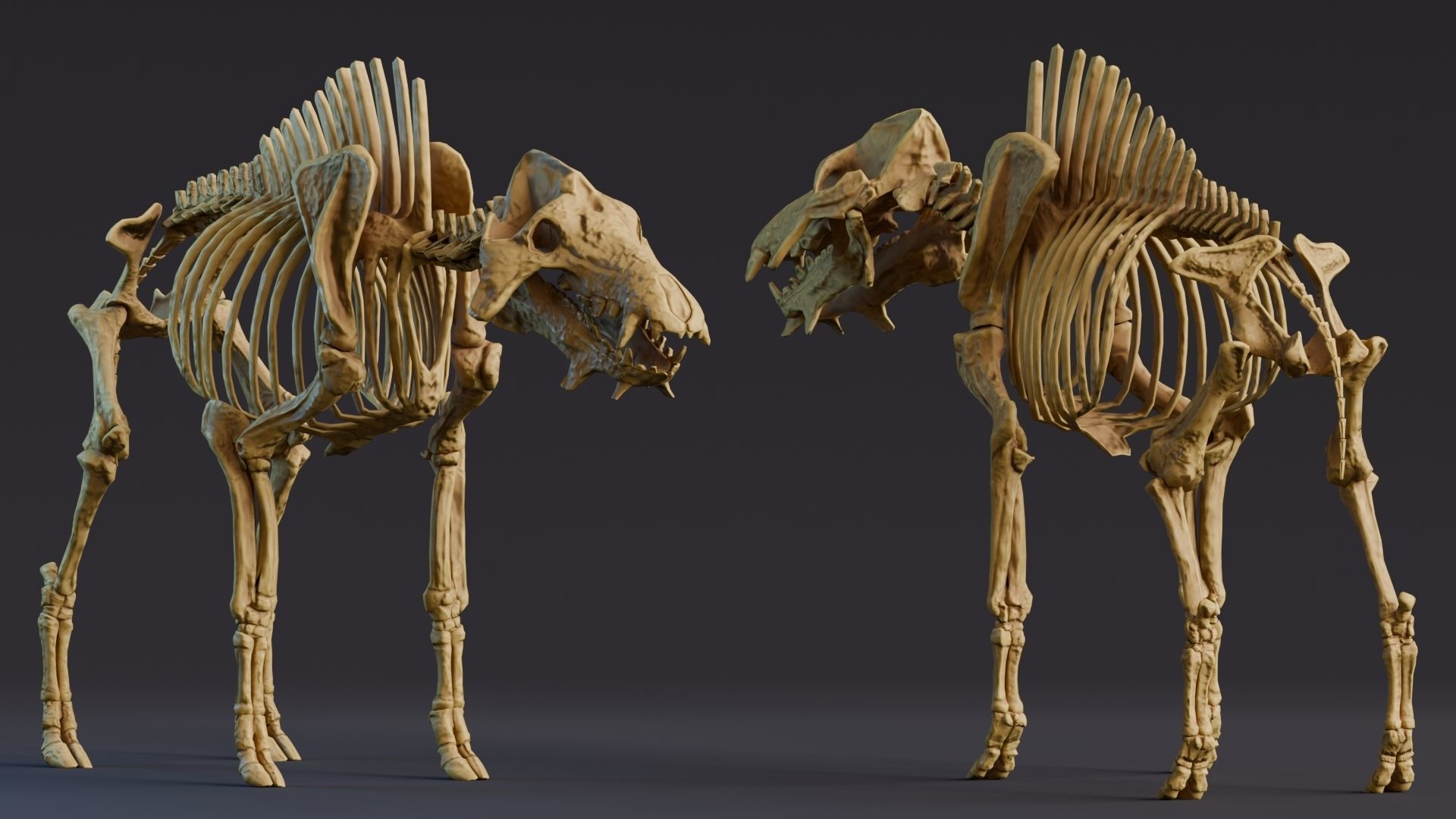 Realistic Mammals Fossil - Entelodont Low-poly 3D model_4