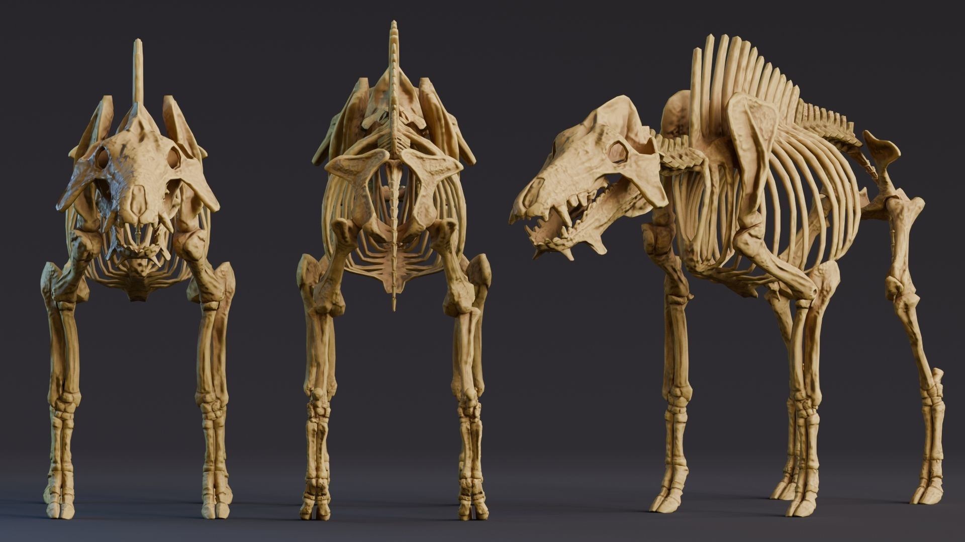 Realistic Mammals Fossil - Entelodont Low-poly 3D model_3