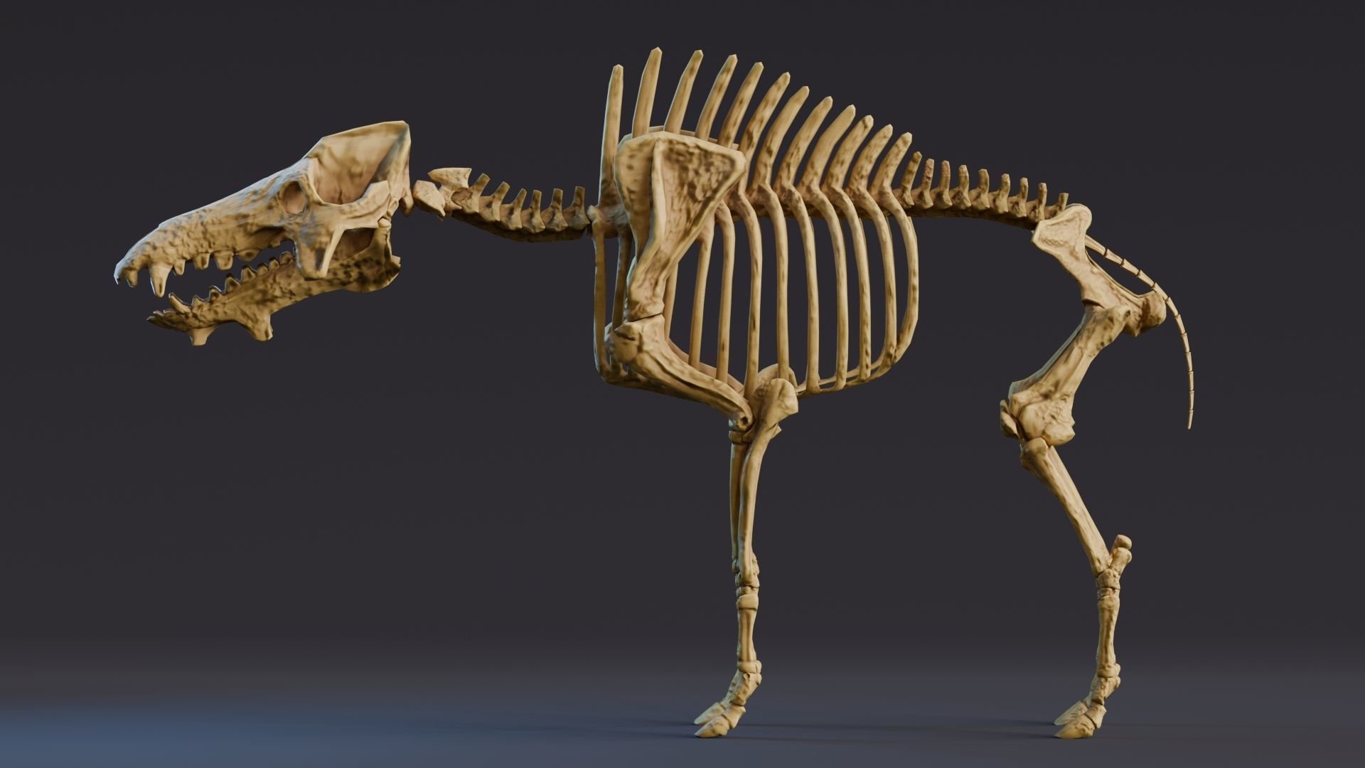 Realistic Mammals Fossil - Entelodont Low-poly 3D model_5