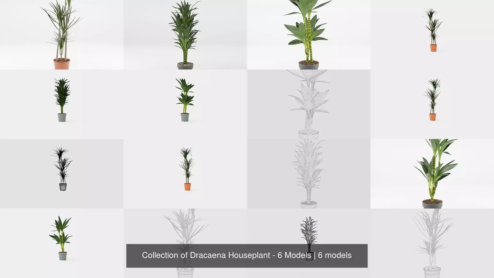 Collection of Dracaena Houseplant - 6 Models _0