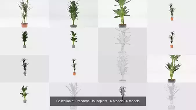 Collection of Dracaena Houseplant - 6 Models 