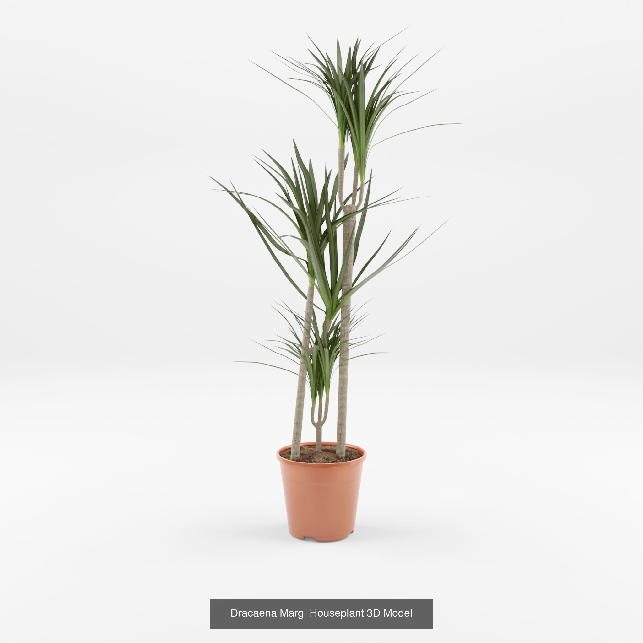 Collection of Dracaena Houseplant - 3 Models _1