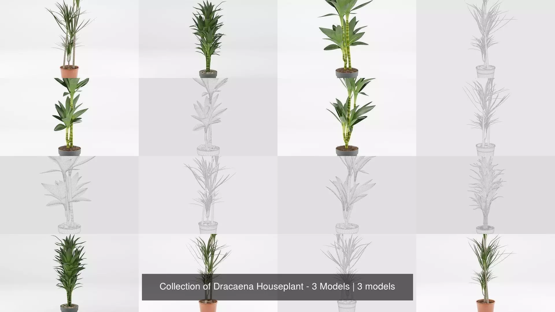 Collection of Dracaena Houseplant - 3 Models _0