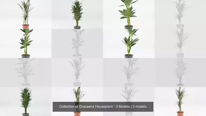 Collection of Dracaena Houseplant - 3 Models 