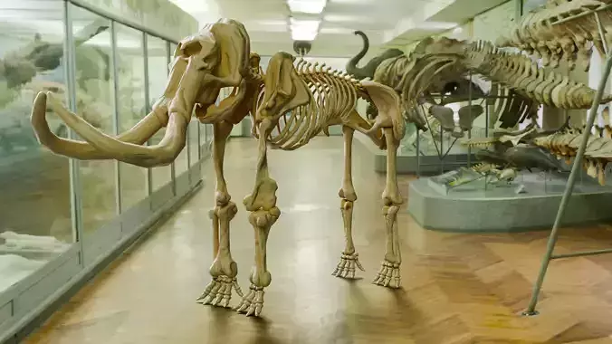 Realistic Mammals Fossil - Mammoth Low-poly 3D model