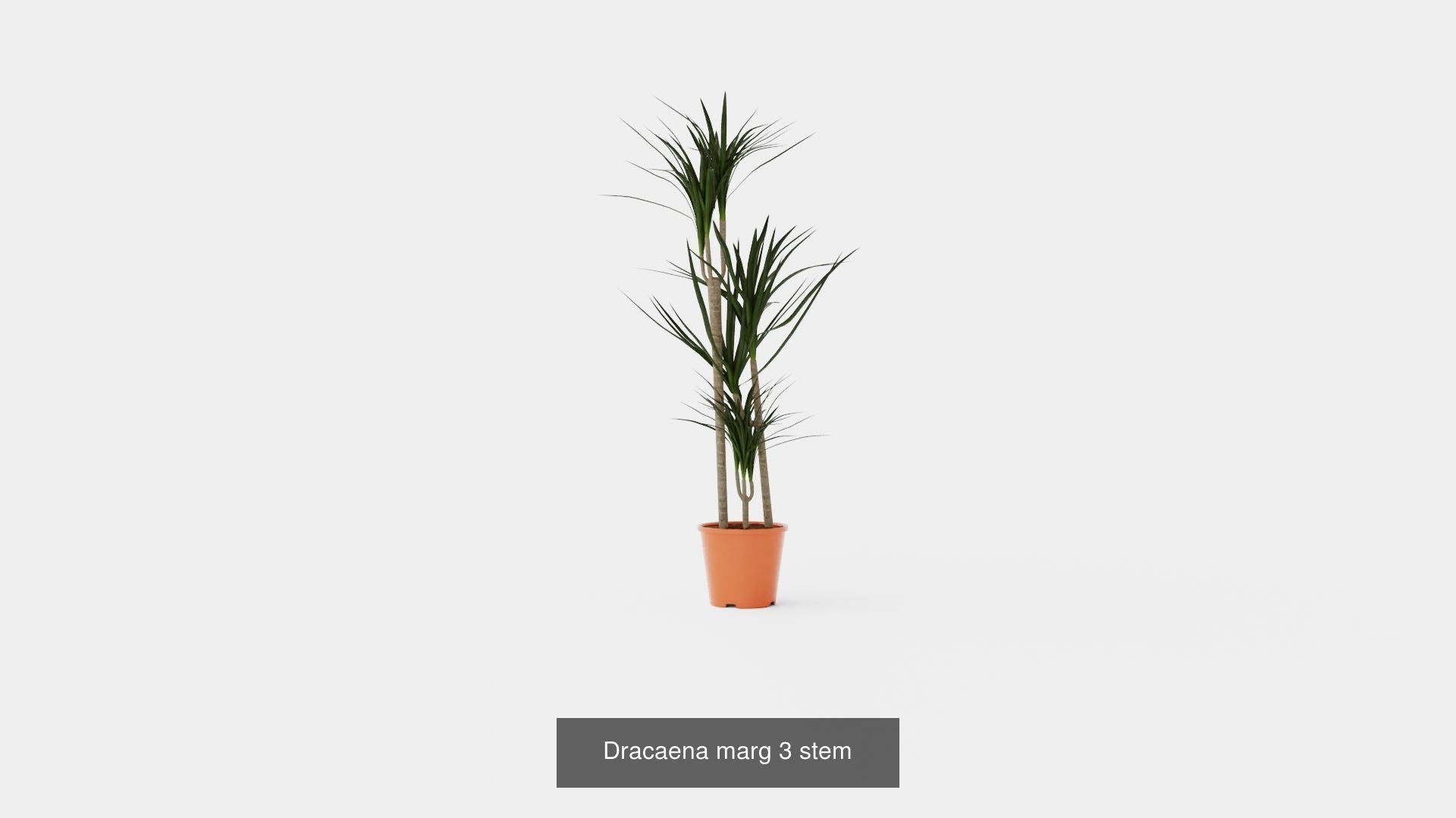 Collection of Dracaena Houseplant - 3 Models _1