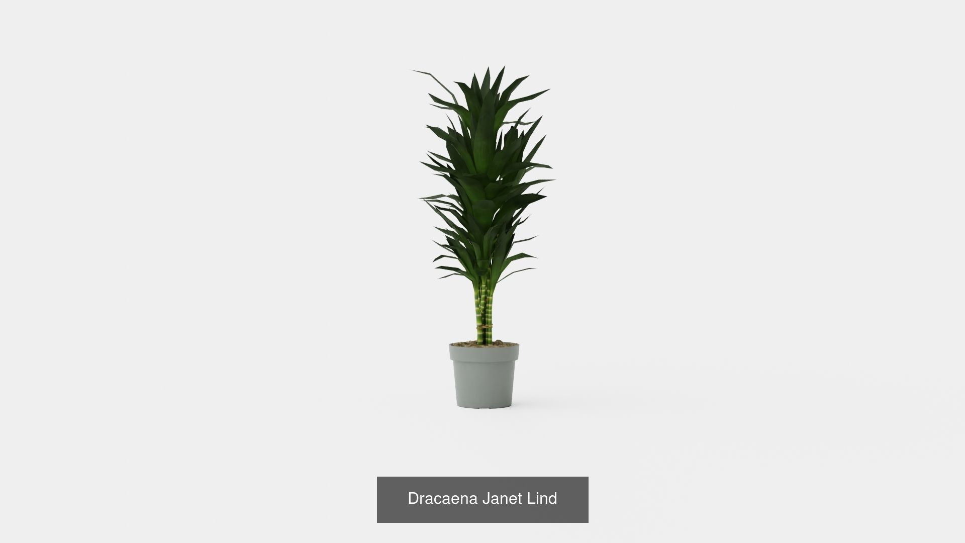 Collection of Dracaena Houseplant - 3 Models _2