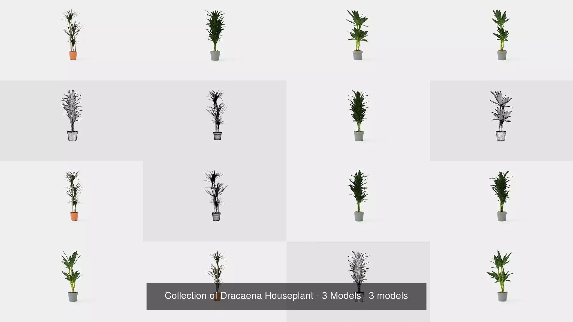 Collection of Dracaena Houseplant - 3 Models _0