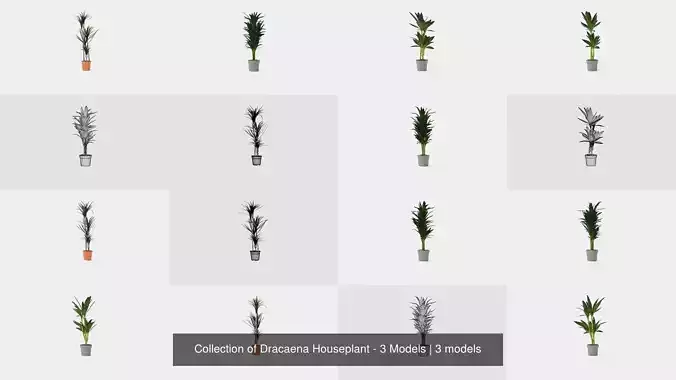 Collection of Dracaena Houseplant - 3 Models 