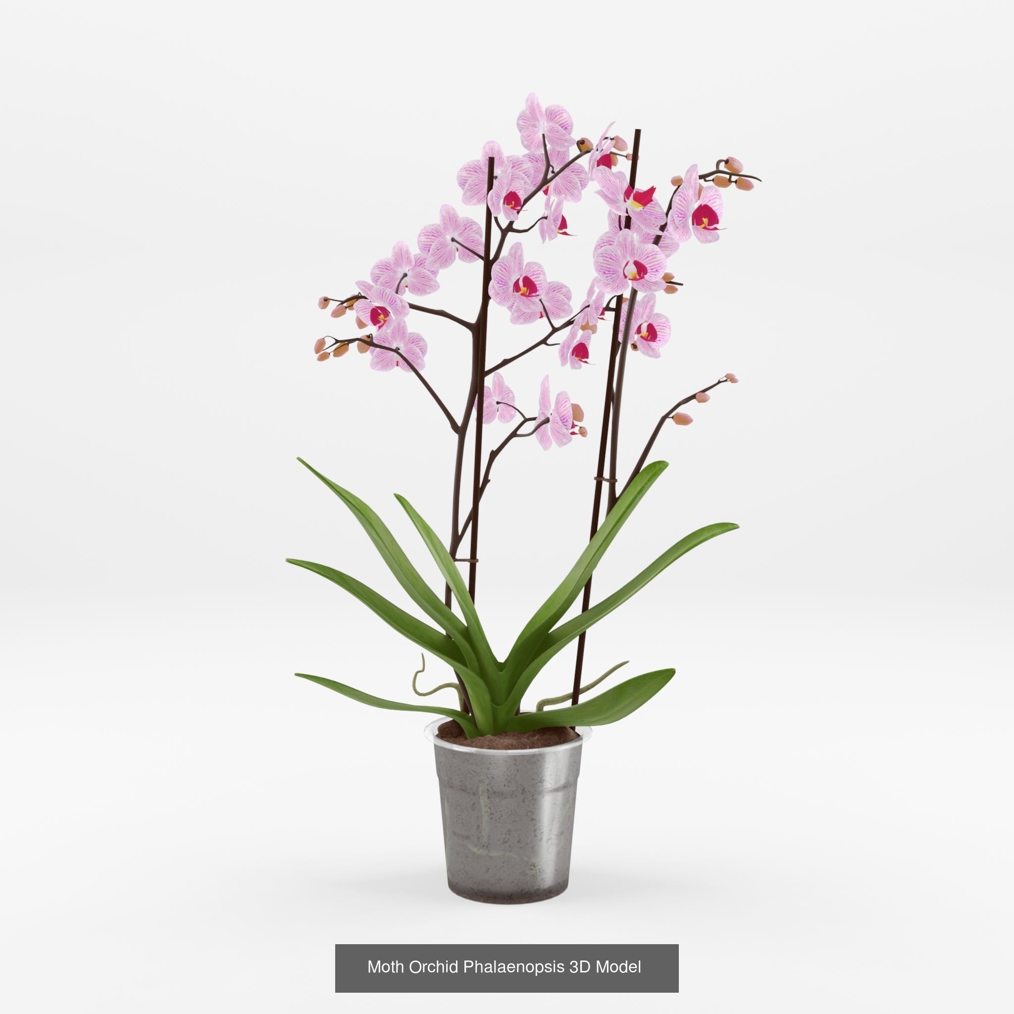 Collection of Phalaenopsis Houseplant - 12 Models _6