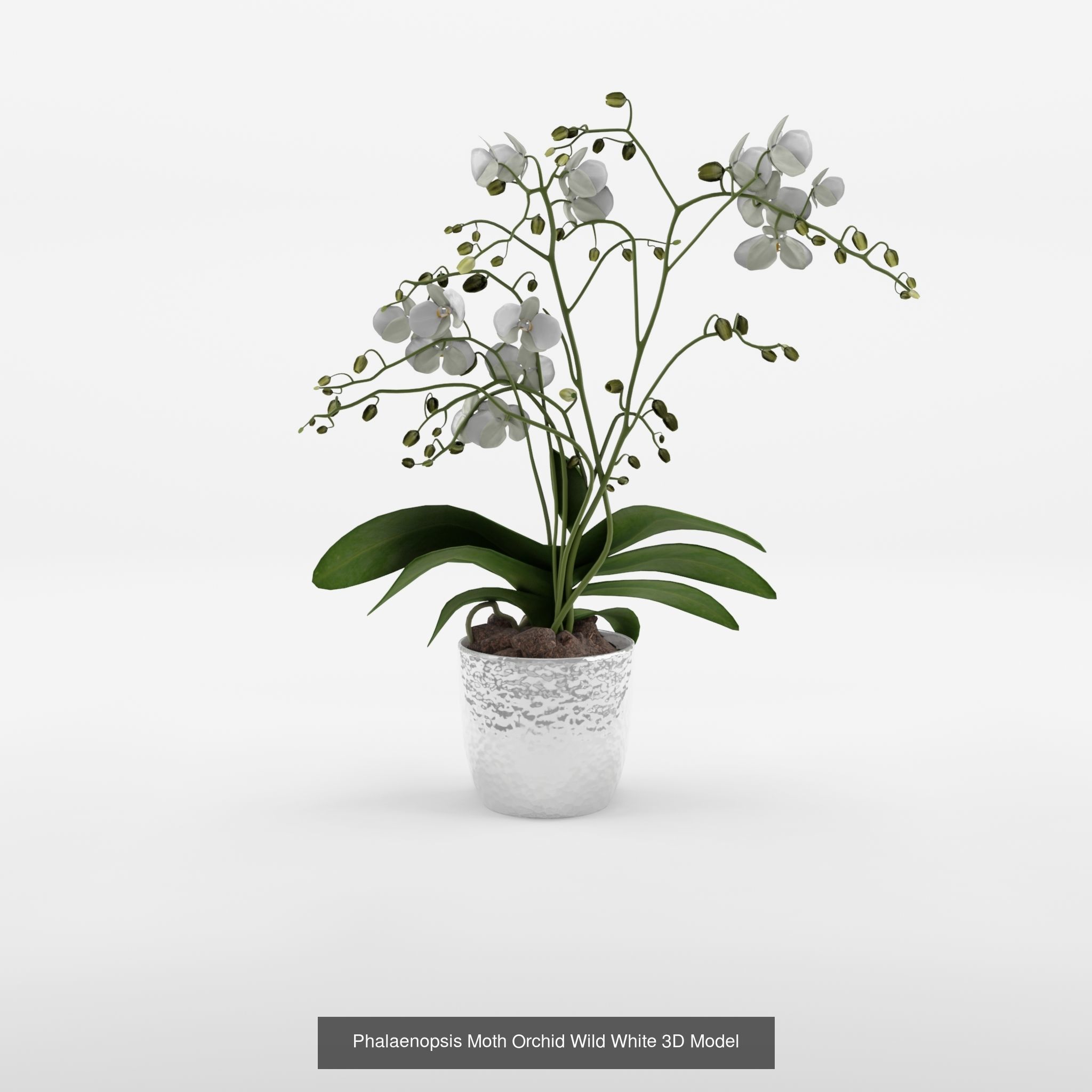 Collection of Phalaenopsis Houseplant - 12 Models _2