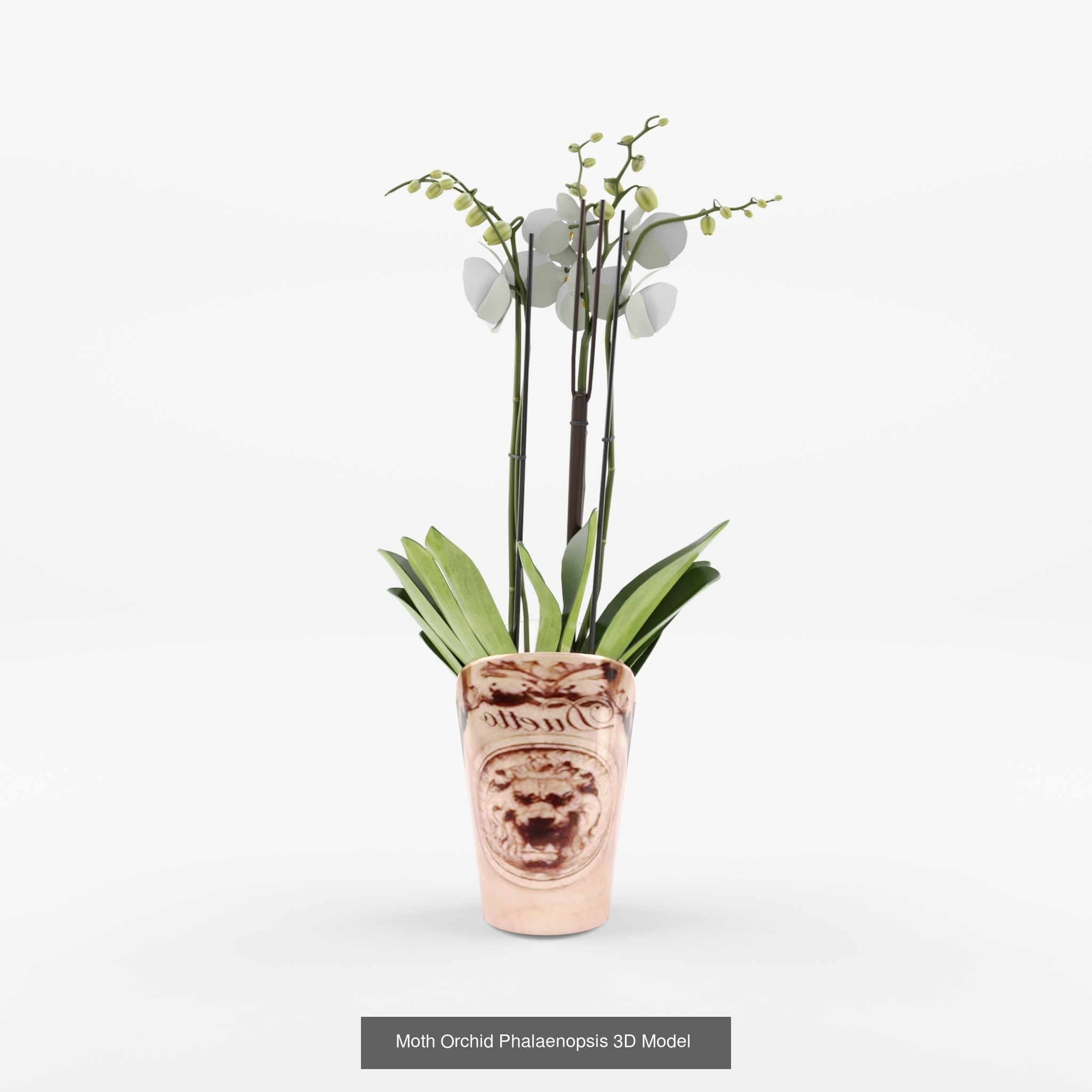 Collection of Phalaenopsis Houseplant - 12 Models _3