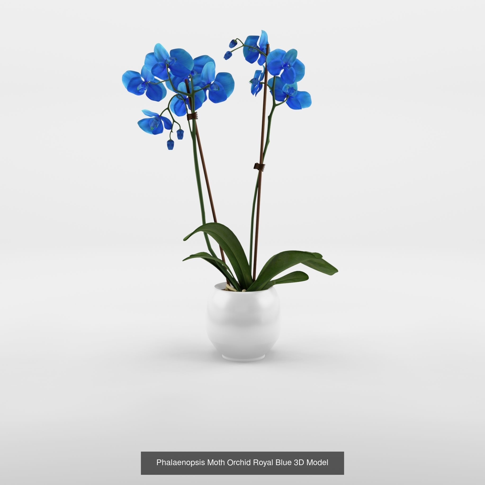 Collection of Phalaenopsis Houseplant - 12 Models _1