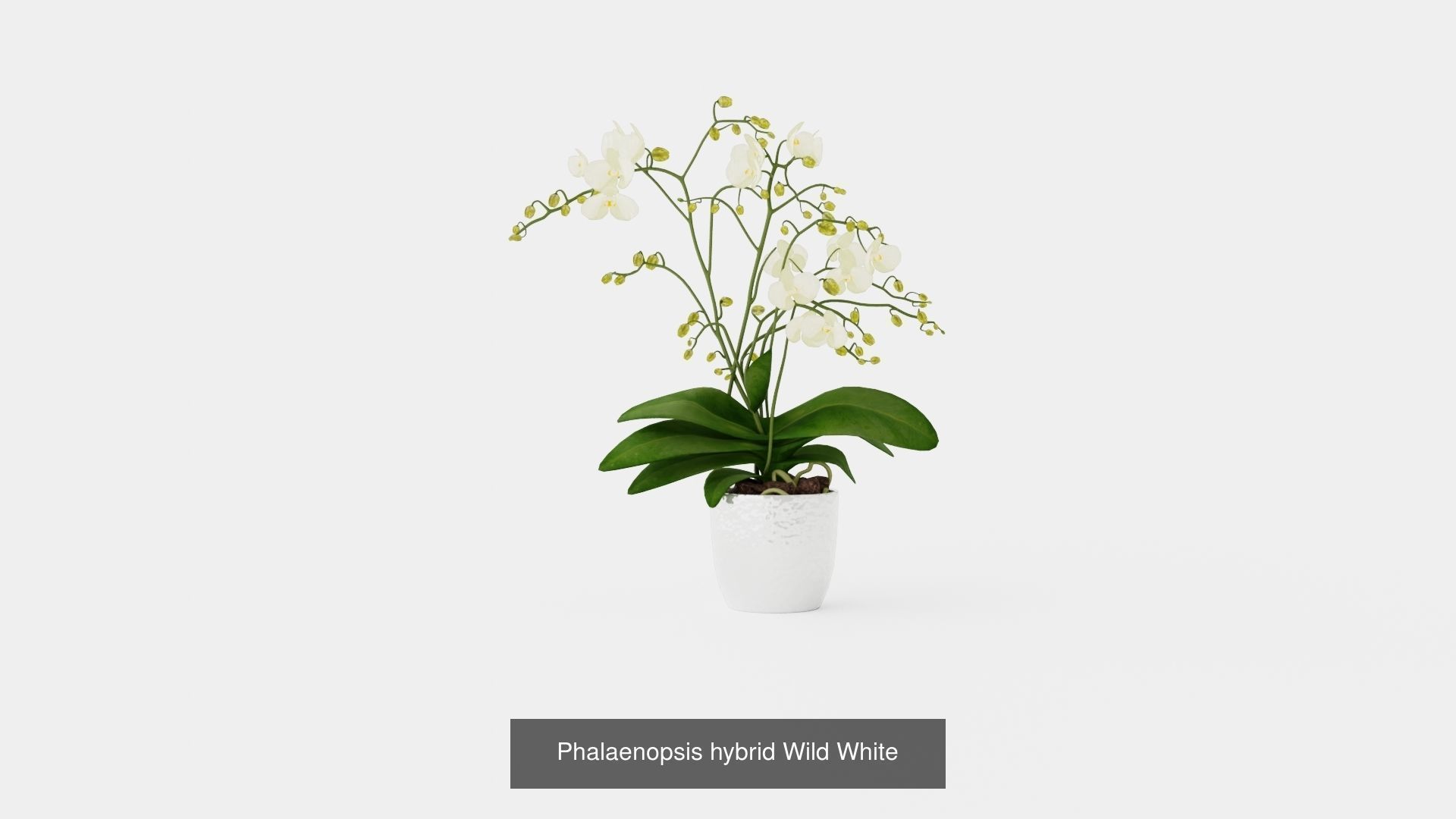 Collection of Phalaenopsis Houseplant - 12 Models _8