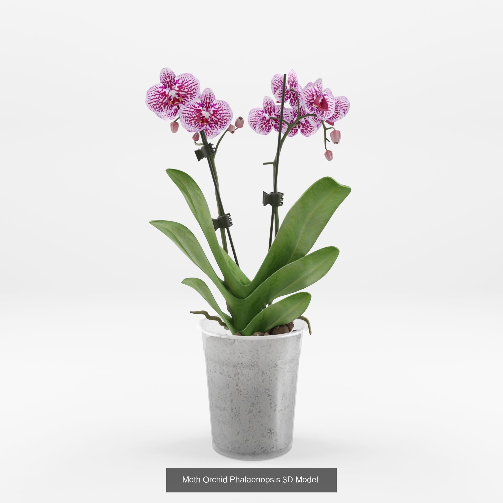Collection of Phalaenopsis Houseplant - 12 Models _5