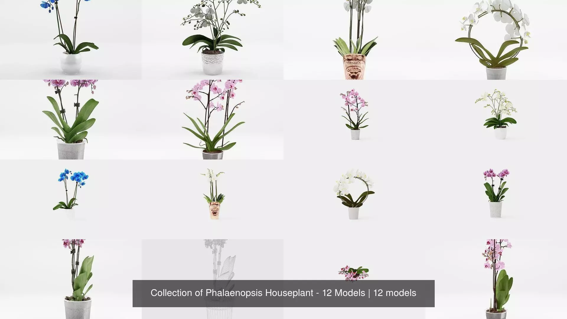 Collection of Phalaenopsis Houseplant - 12 Models _0