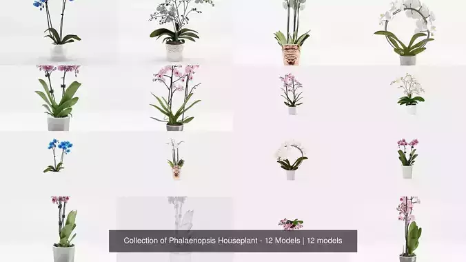 Collection of Phalaenopsis Houseplant - 12 Models 