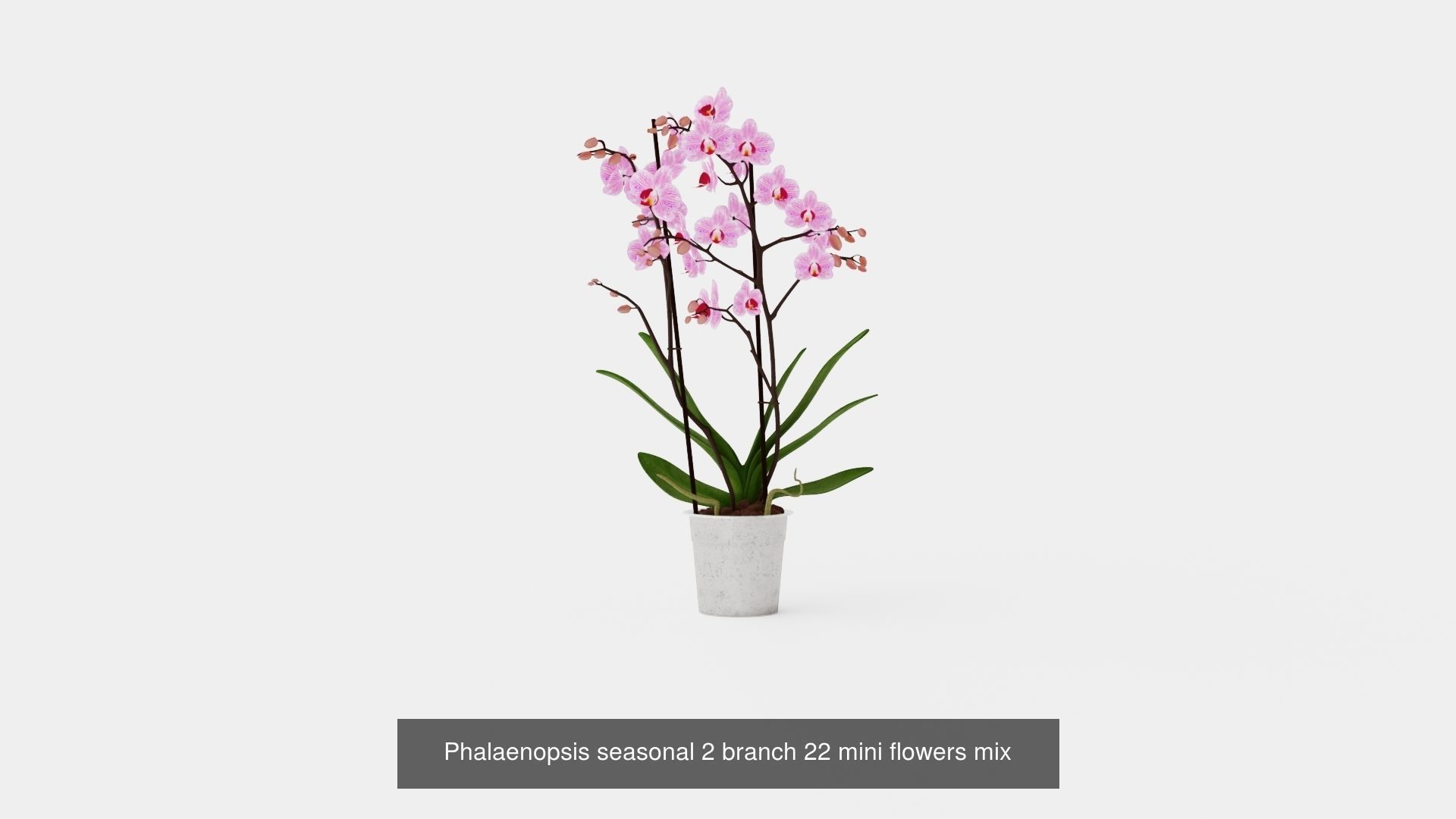 Collection of Phalaenopsis Houseplant - 12 Models _7