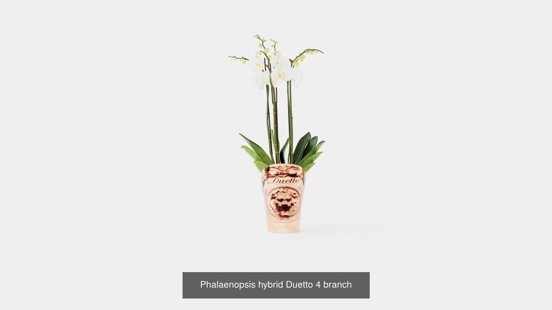 Collection of Phalaenopsis Houseplant - 12 Models _10