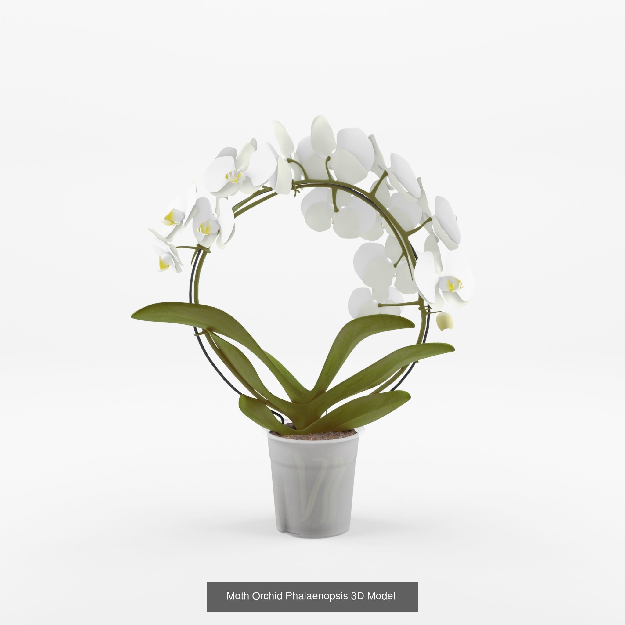 Collection of Phalaenopsis Houseplant - 12 Models _4