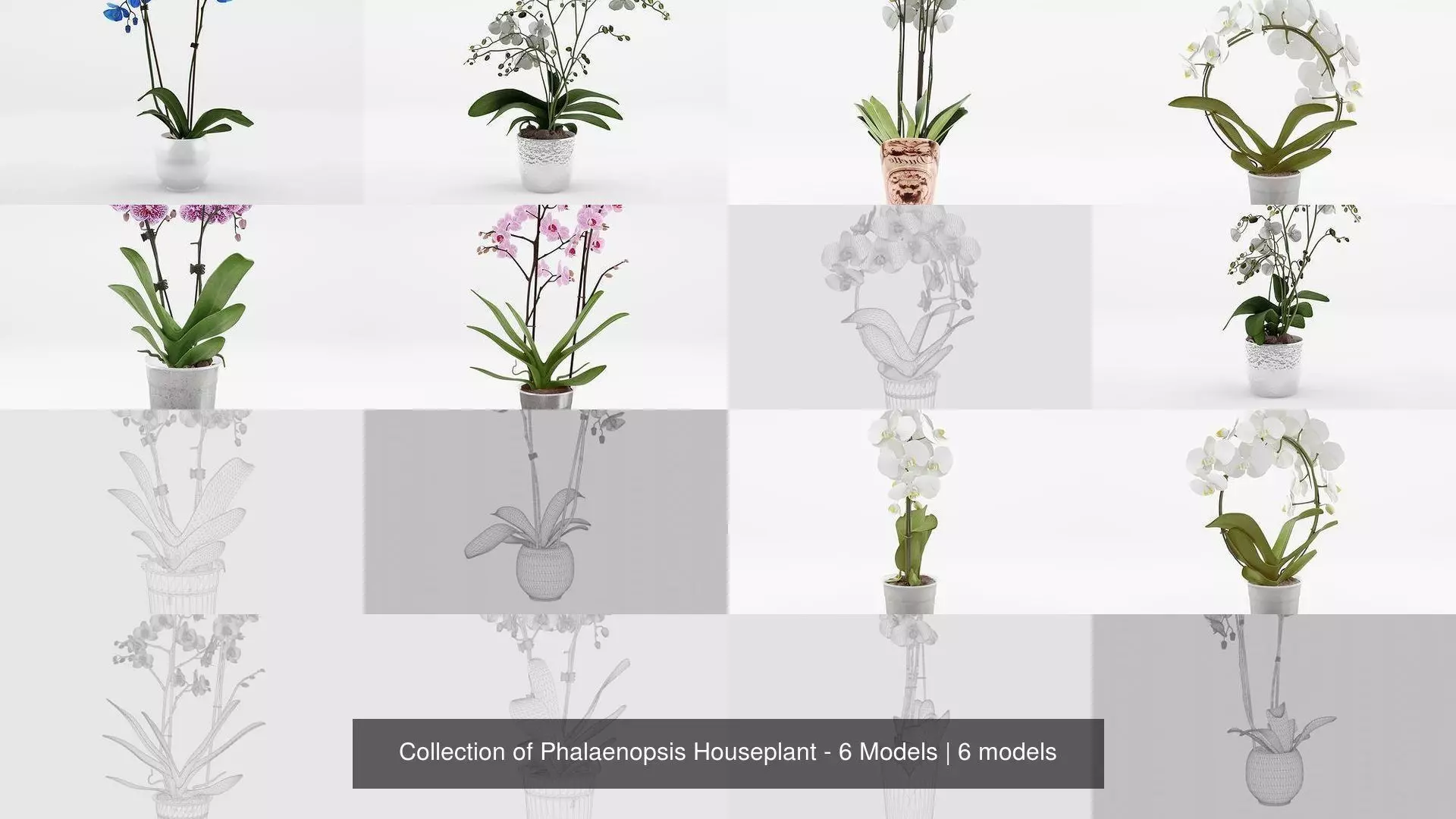 Collection of Phalaenopsis Houseplant - 6 Models 3D Model Pack