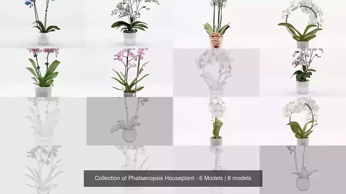 Collection of Phalaenopsis Houseplant - 6 Models 