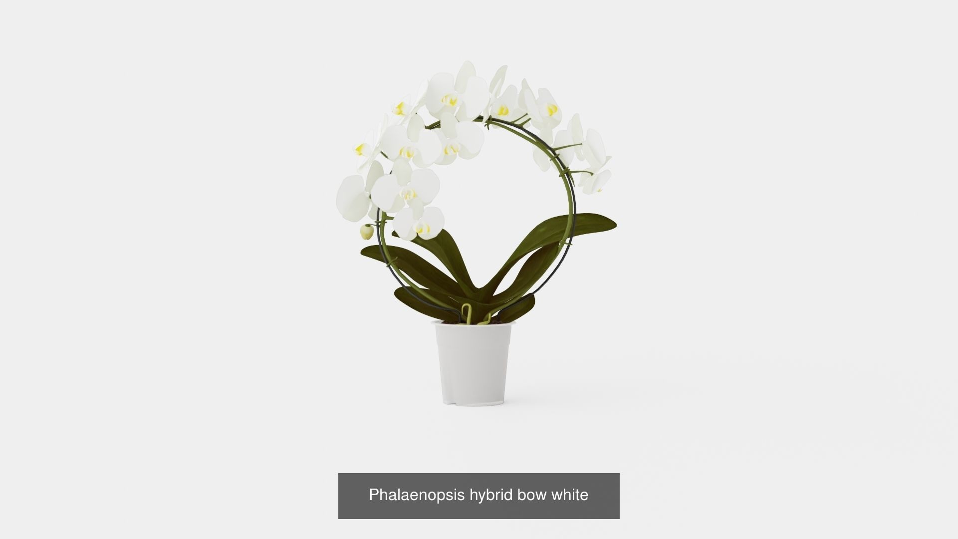Collection of Phalaenopsis Houseplant - 6 Models _5