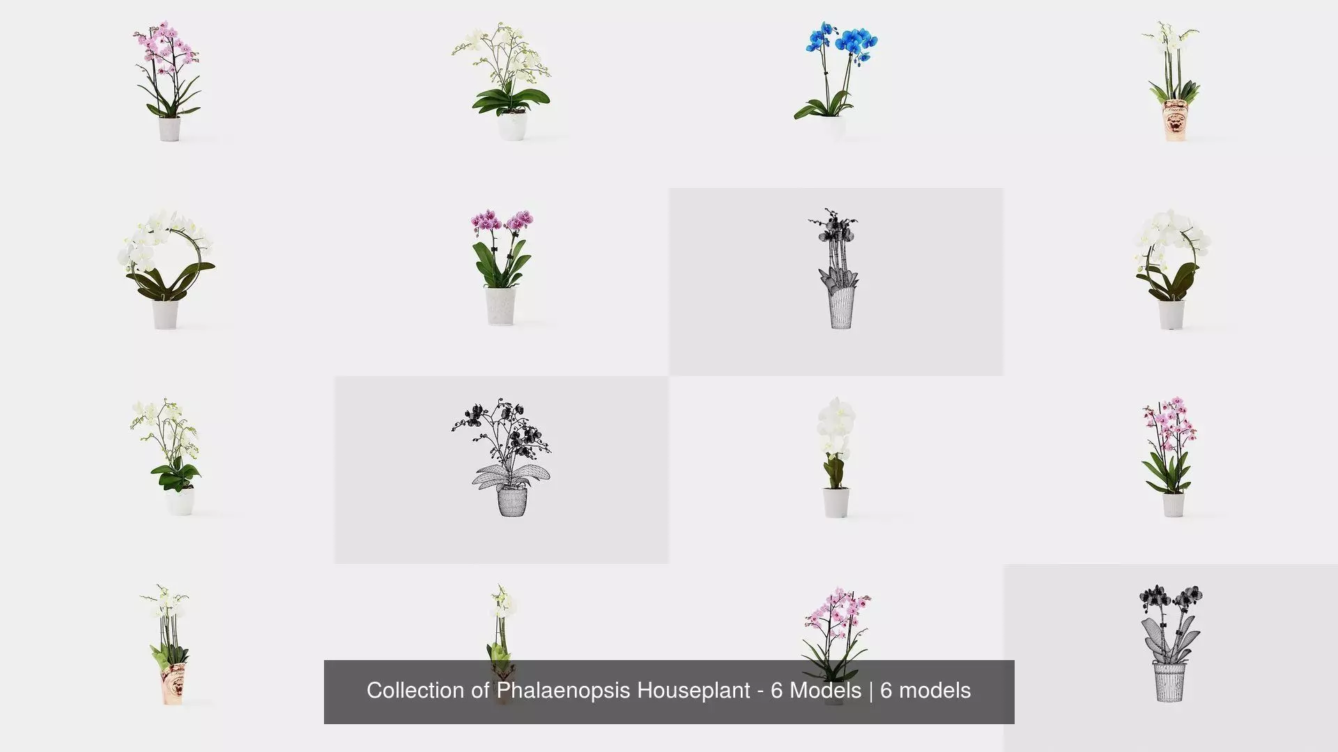 Collection of Phalaenopsis Houseplant - 6 Models _0
