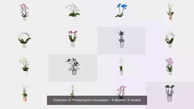 Collection of Phalaenopsis Houseplant - 6 Models 
