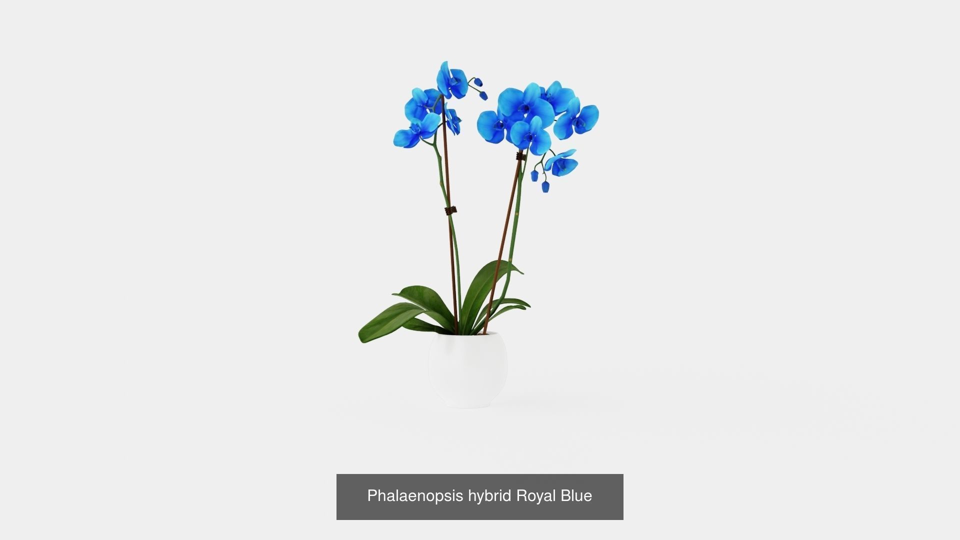 Collection of Phalaenopsis Houseplant - 6 Models _3