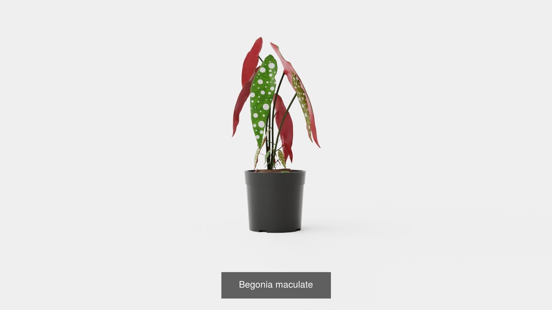 Collection of Houseplants - 11 Models _10