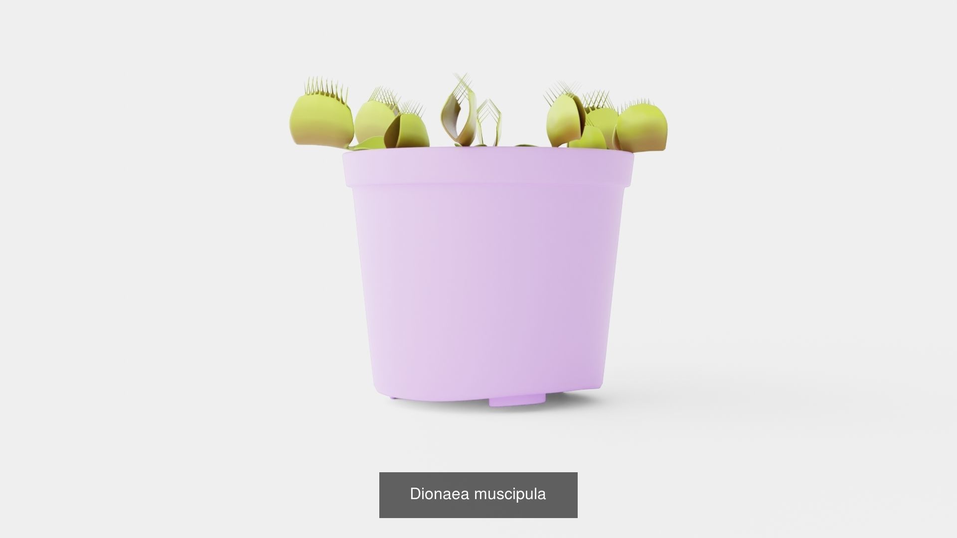 Collection of Houseplants - 11 Models _7